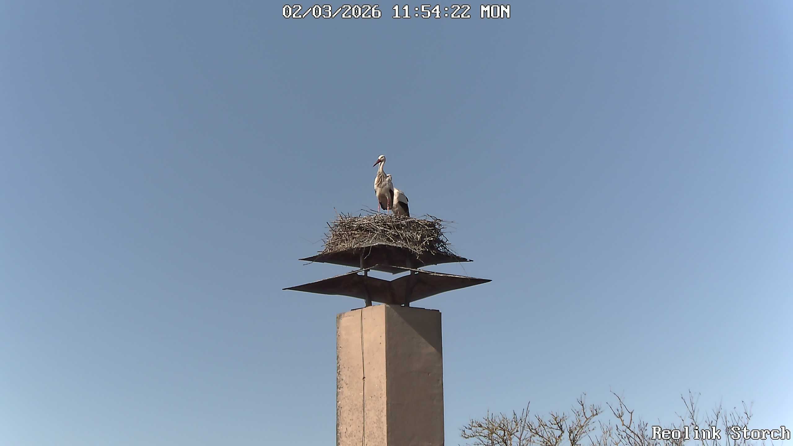 Storchencam Bild